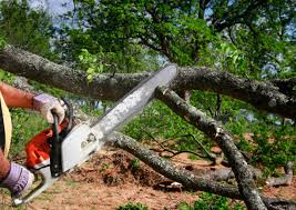 Blackwells Mills, NJ Tree Services Company