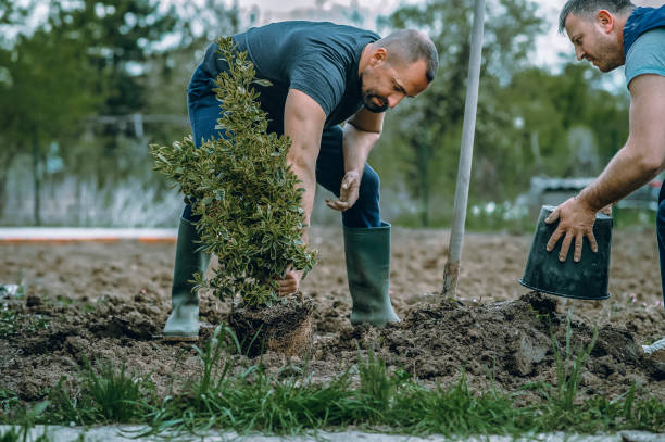 How Our Tree Care Process Works  in  Blackwells Mills, NJ